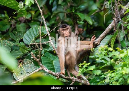 Macaque à queue de cochon du sud - Macaca nemestrina - à Sabah, Bornéo, Malaisie Banque D'Images