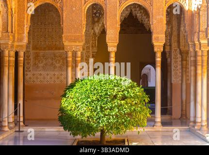 Cour des Lions Courtyard Palacios Nazaries Alhambra complexe Lion sculptures Lone Green Tree islamique architecture de la Renaissance espagnole Grenade Espagne Banque D'Images