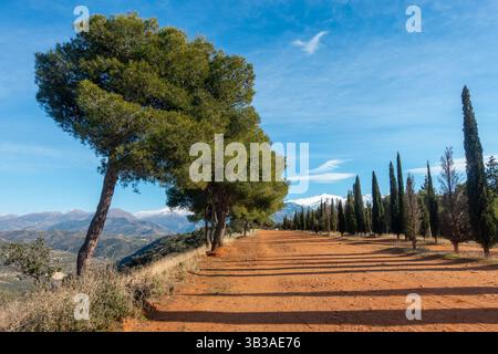 Oliviers cyprès Promenade arborée Llano de Perdiz Granada Parc urbain au-dessus de l'Alhambra Scenic Snowy Andalucian Sierra Nevada Mountains paysage Banque D'Images