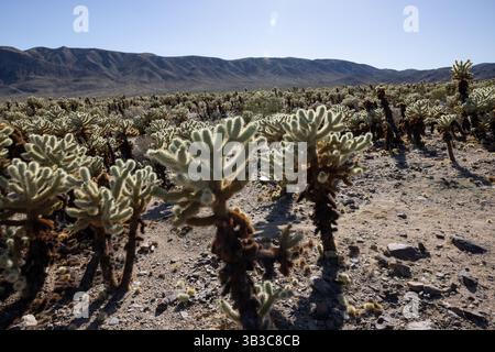 L'ours en peluche Cholla (Cylindropuntia bigelovii) est également appelé Jumping cholla, Cholla Cactus Garden, Joshua Tree National Park, Californie Banque D'Images