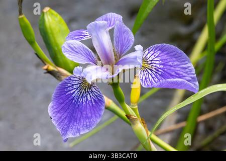 Iris bleu (Iris versicolor) en fleur au printemps, Delaware Botanic Gardens, Dagsboro, Delaware Banque D'Images