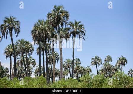 Paysage tropical, parc national El Palmar, à entre Rios, Argentine, une zone protégée où se trouve le palmier yatay endémique Butia. Concepts : ec Banque D'Images