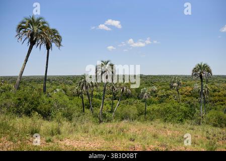 Paysage tropical, parc national El Palmar, à entre Rios, Argentine, une zone protégée où se trouve le palmier yatay endémique Butia. Concepts : ec Banque D'Images