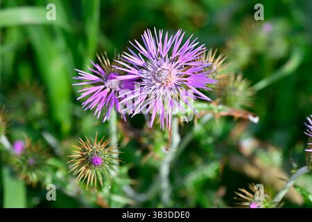 Fleur de printemps violette et feuillage épi de Galactites tomentosus / chardon Marie violet la Coruna, Espagne avril Banque D'Images