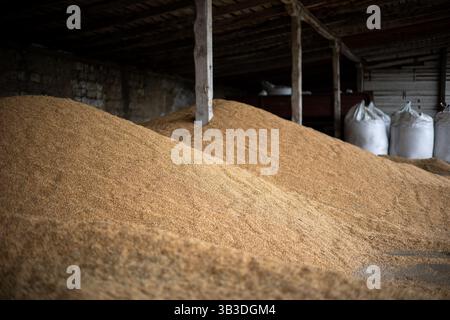 Piles et sacs de grains de blé séchant à l'entrepôt du moulin ou à l'élévateur de grain. Le principal groupe de produits de base sur les marchés alimentaires Banque D'Images