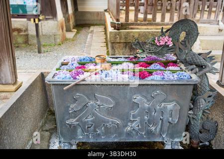 Kyoto, Japon - juin 26 2025 : hydrangées du bassin d'eau des mains du Dragon flottant dans la fontaine du temple Yanagidani Kannon Yokoku-ji. Banque D'Images
