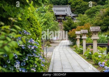 Kyoto, Japon - juin 26 2025 : hortensias (Ajisai) en pleine floraison bordant l'approche de pierre, chemin (Sando) du temple Yanagidani Kannon Yokoku-ji. Banque D'Images