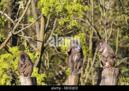 Trois forets (Mandrillus leucophaeus) sont assis haut sur les trois souches d'un arbre coupé et profitent de la lumière du soleil tôt. Une forêt verte peut être vue dans la BA Banque D'Images