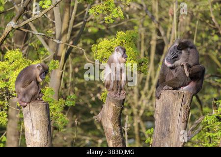 Trois forets (Mandrillus leucophaeus), un mâle et deux femelles, sont assis haut sur les trois souches d'un arbre coupé et profitent de la lumière du soleil tôt. Un vert pour Banque D'Images