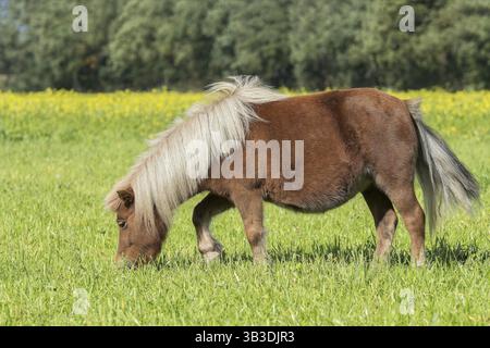 Poney Shetland pâturant Banque D'Images