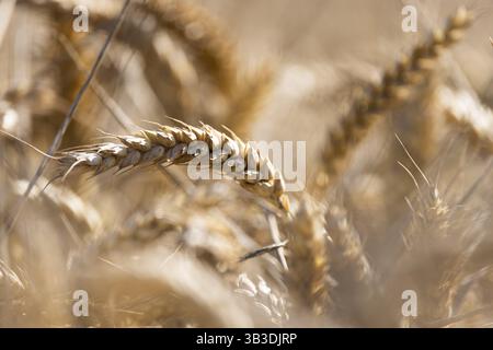 Gros plan d'épis de blé dans un grand champ de blé flou au soleil, Coxhill, Shepherdswell, Douvres, Kent, Royaume-Uni, Europe Banque D'Images