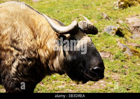 Gros plan de la tête d'un Mishmi takin (Budorcas taxicolor taxicolor) Banque D'Images