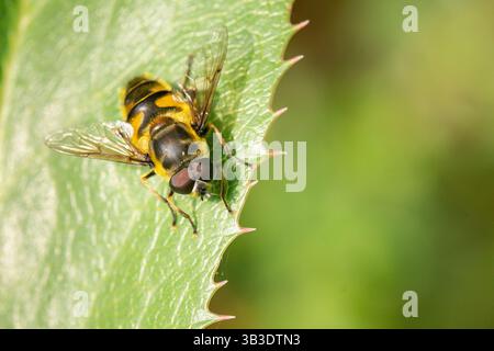 hoverfly rayé jaune et noir reposant sur le bord dentelé d'une feuille verte, imitant l'apparence d'une guêpe tout en mettant en valeur ses ailes Banque D'Images