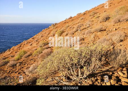 Photo Photo de la magnifique côte de l'océan Vue du Montana Amarilla Tenerife Banque D'Images