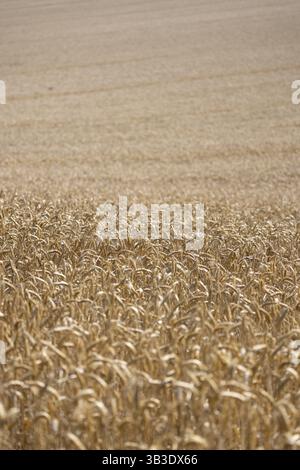 Champ de blé doré sans fin à l'heure de la récolte d'été, Coxhill, Shepherdswell, Douvres, Kent, grande-Bretagne Banque D'Images