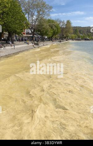 Pollen à la surface du lac Ammersee, Bavière, Allemagne, Europe Banque D'Images