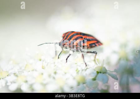 Un insecte de bouclier rayé rouge et noir éclatant - Graphosoma italicum - perché délicatement sur des fleurs blanches, mettant en valeur son motif distinctif Banque D'Images
