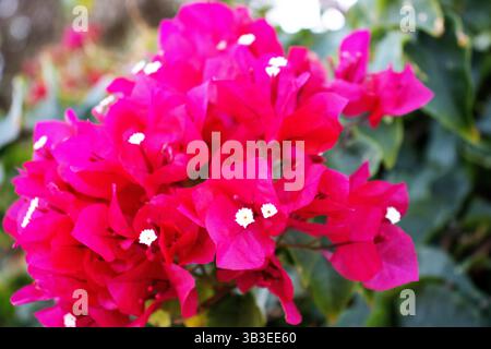 Les fleurs rouge vif avec centre blanc de Bougainvillea sur un fond naturel Banque D'Images