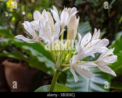 Vue rapprochée de fleurs blanches brillantes de Proiphys amboinensis aka Cardwell Lily ou du nord du lys de Noël fleurissant dans un jardin tropical Banque D'Images