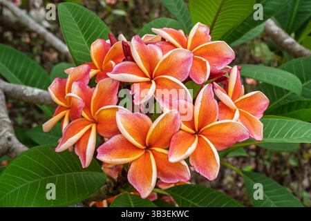 Gros plan sur le groupe coloré orange jaune et rouge rose de fleurs de frangipanier ou de plumeria dans le jardin tropical sur fond naturel Banque D'Images