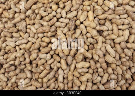 Groupe dense d'arachides séchées encore dans leurs coquilles. Une photo détaillée d'aliments rôtis, remplissant le cadre de légumineuses riches en nutriments en gros plan. Banque D'Images