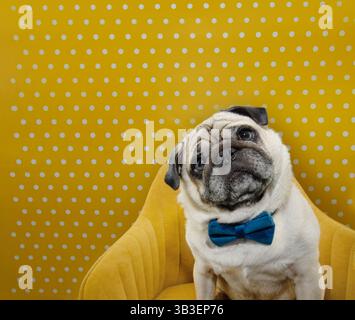 Anniversaire de chien, anniversaire, fête des pères ou noël. Chiot Pug portant un noeud papillon assis sur une chaise en velours jaune. Isolé sur une prse à pois jaunes Banque D'Images