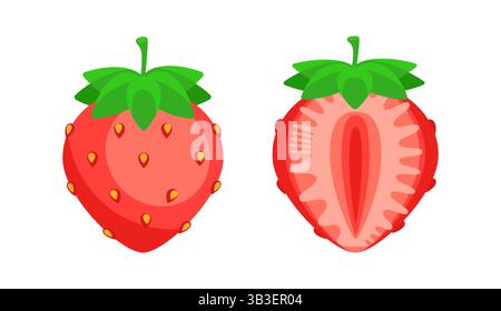 Deux fraises montrant des fruits entiers et section transversale sur fond blanc Illustration de Vecteur