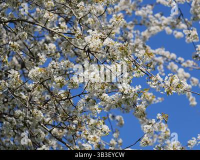 Les fleurs de cerisiers sauvages rendent le paysage blanc au printemps. Quand les pétales tombent, on dirait une chute de neige. Banque D'Images