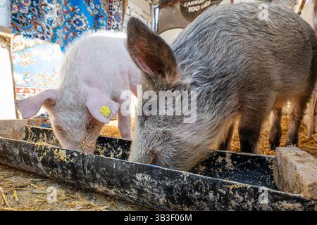Un jeune cochon domestique à queue bouclée rose et une jeune planche sauvage domestiquée se nourrissant ensemble au creux. Grand angle, bas, gros plan, pas de peop Banque D'Images