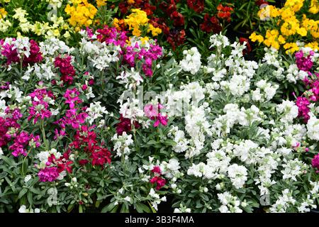 Villeurbanne, France. 13 avril 2025. Diverses plantes de jardin vues en vente lors du festival Côté jardins sur l'avenue Henri-Barbusse. (Photo de Romain Doucelin/SOPA images/SIPA USA) crédit : SIPA USA/Alamy Live News Banque D'Images