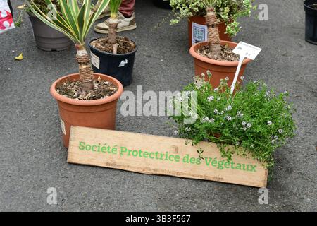 Villeurbanne, France. 13 avril 2025. Plantes de la société phytosanitaire vues en vente sur le grand marché des plantes pendant le festival Côté jardins. (Photo de Romain Doucelin/SOPA images/SIPA USA) crédit : SIPA USA/Alamy Live News Banque D'Images