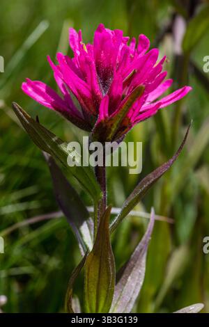 1 juillet 2017 - WY, États-Unis - Une fleur de pinceau rose fleurit au parc national de Yellowstone le 1er juillet 2017 dans le Wyoming. (Crédit image : © Jacob W. Frank/Planet Pix via ZUMA Wire) Banque D'Images