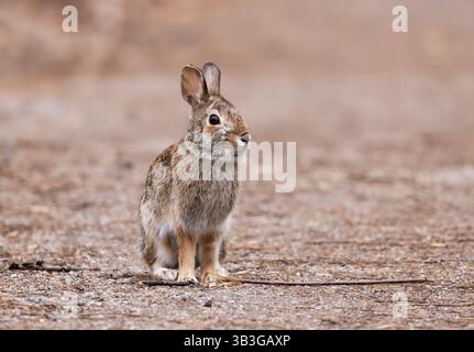 Un jeune lapin à queue de cottontail oriental assis dans une forêt printanière. Banque D'Images