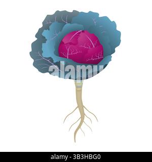 Chou rouge avec des racines sur un fond blanc. Illustration de Vecteur