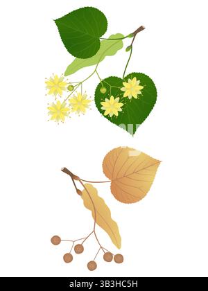 Branches de Linden avec des fleurs et des fruits sur un fond blanc. Illustration de Vecteur