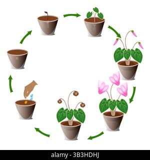 Cycle de vie de la croissance du cyclamen à partir de graines sur fond blanc. Illustration de Vecteur