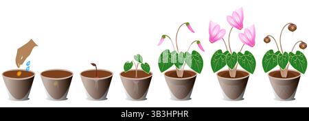 Cycle de croissance du cyclamen en pot sur fond blanc. Illustration de Vecteur