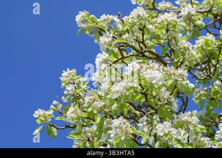 Fleur de poire blanc (Pyrus communis) en pleine floraison contre un ciel bleu vif, capturé dans un jardin ou un verger britannique Banque D'Images