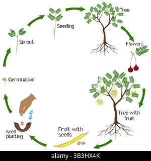 Cycle de croissance de parkia biglobosa mimosaceae sur fond blanc. Illustration de Vecteur