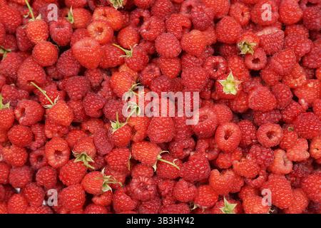beaucoup de framboises mûres, vue d'en haut Banque D'Images