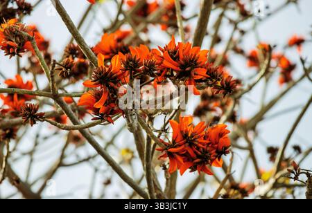 Érythrine ou arbre de corail avec des grappes de fleurs rouge flamme, également connu pour ses utilisations médicinales. Banque D'Images