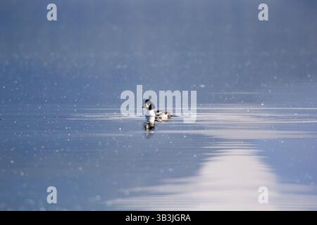 Un seul canard Goldeneye nageant tôt le matin alors que le pollen blanc tombe sur le lac Banque D'Images