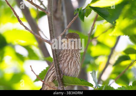 Une maison féminine finch perchée sur une branche regardant directement la caméra avec un fond jaune-vert brillant Banque D'Images