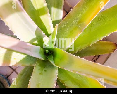 Photo aérienne vibrante d'une plante d'aloe vera, mettant en valeur ses feuilles succulentes scintillantes avec des gouttelettes d'eau. Parfait pour la beauté, la santé ou la nature Banque D'Images