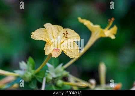 Deux fleurs jaunes mirabilis jalapa, également connues sous le nom de fleurs de quatre heures, avec des formes ressemblant à une trompette et des taches rouges, mises en évidence sur un dos flou Banque D'Images