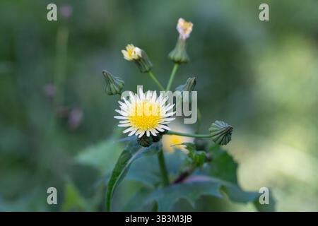 Close up de Sonchus asper, également connu sous le nom de figuier le laiteron rude, laiteron épineux, chardon de lait, bordées de sharp, laiteron épineux ou-l Banque D'Images