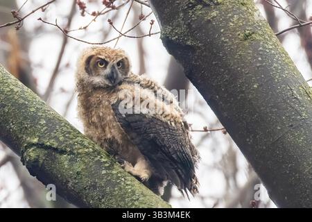 Grand hibou à cornes (Bubo virginianus) bébé Banque D'Images