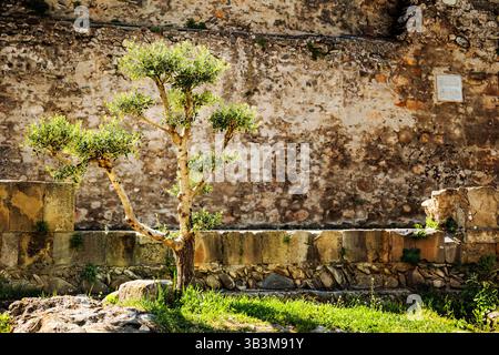 Olivier vert vif dans le parc d'un ancien monastère à Mtskheta, Géorgie, avec un mur de pierre texturé en arrière-plan Banque D'Images
