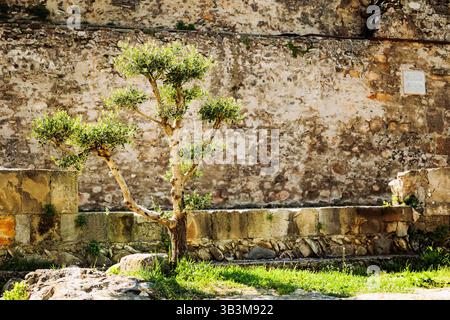 Olivier vert vif dans le parc d'un ancien monastère à Mtskheta, Géorgie, avec un mur de pierre texturé en arrière-plan Banque D'Images