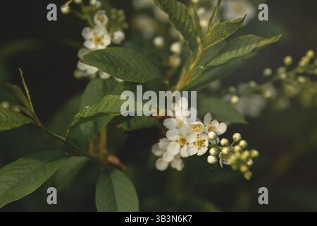 Gros plan d'une branche élancée ornée de délicates fleurs blanches et de bourgeons verts frais. Fond naturel, mélange rêveur de teintes sombres et colorées, Banque D'Images